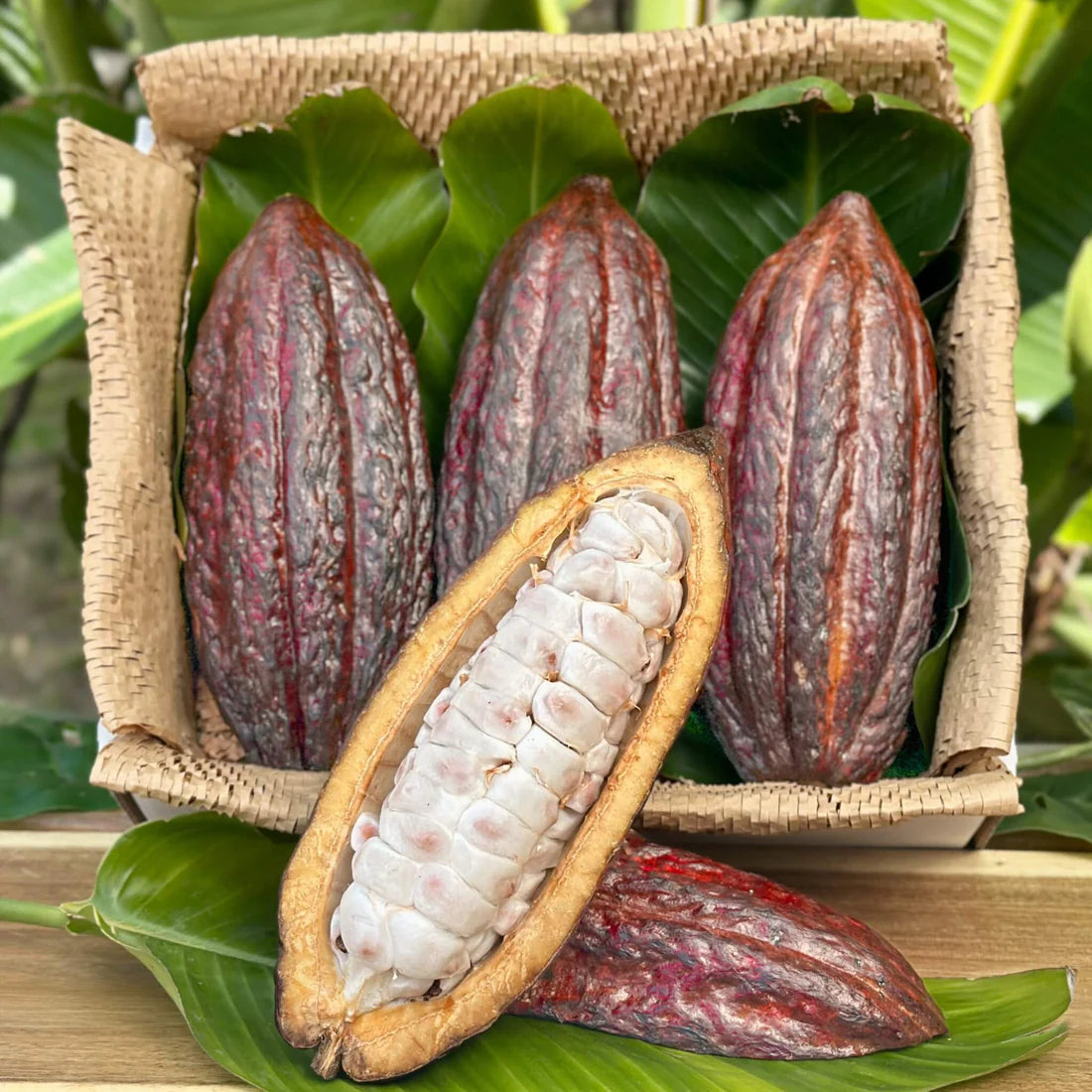 Ripe Cacao Shell Seeds for Planting – Tropical Cacao Pod Seed Variety