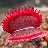 Venus Flytrap ‘Royal Red’ Seeds – Heirloom, Non-GMO, Carnivorous Plant Variety