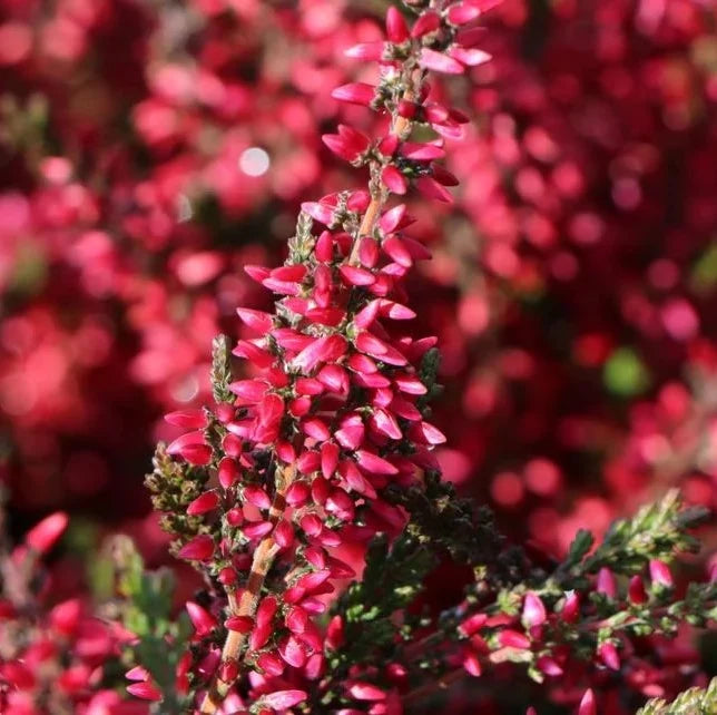 Heather Seeds, Calluna vulgaris for Ornamental Garden Planting