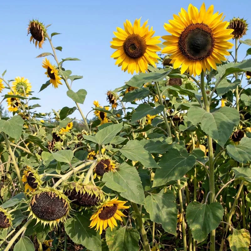 Organic Hopi Black Dye Sunflower plant seeds for garden cultivation
