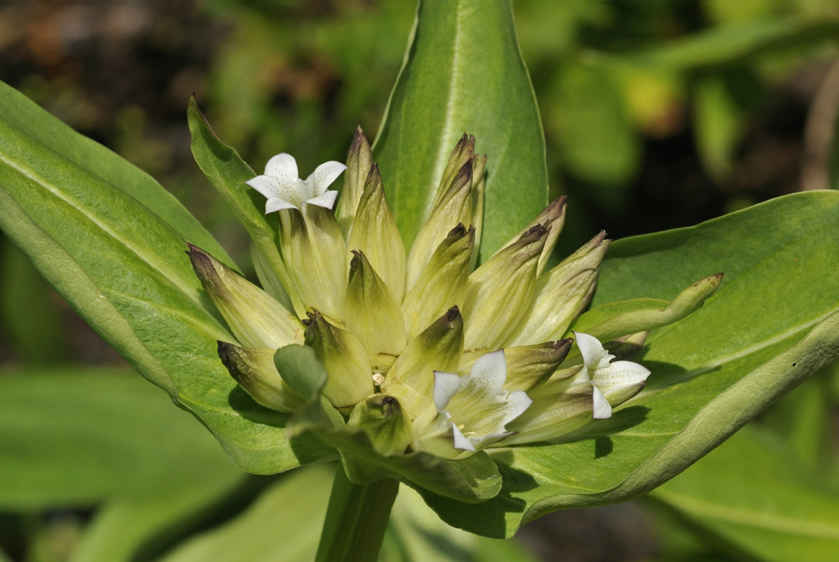 Organic Tibetan Gentian Seeds  Gentiana tibetica for Flower Gardens