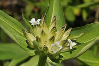 Organic Tibetan Gentian Seeds  Gentiana tibetica  for Perennial Flower Gardens