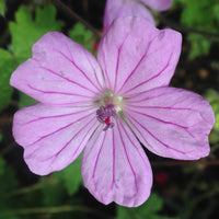 Geranium Albanum Seeds Hardy Perennial Blooms Elegant Pink Garden Flower
