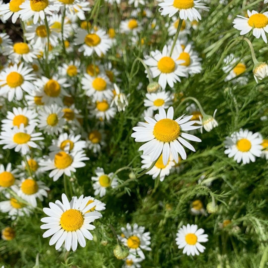 German Chamomile Matricaria recutita flowering plant seeds for home gardens