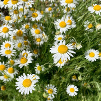 German Chamomile Matricaria recutita flowering plant seeds for home gardens