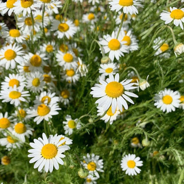 German Chamomile Matricaria recutita flowering plant seeds for home gardens