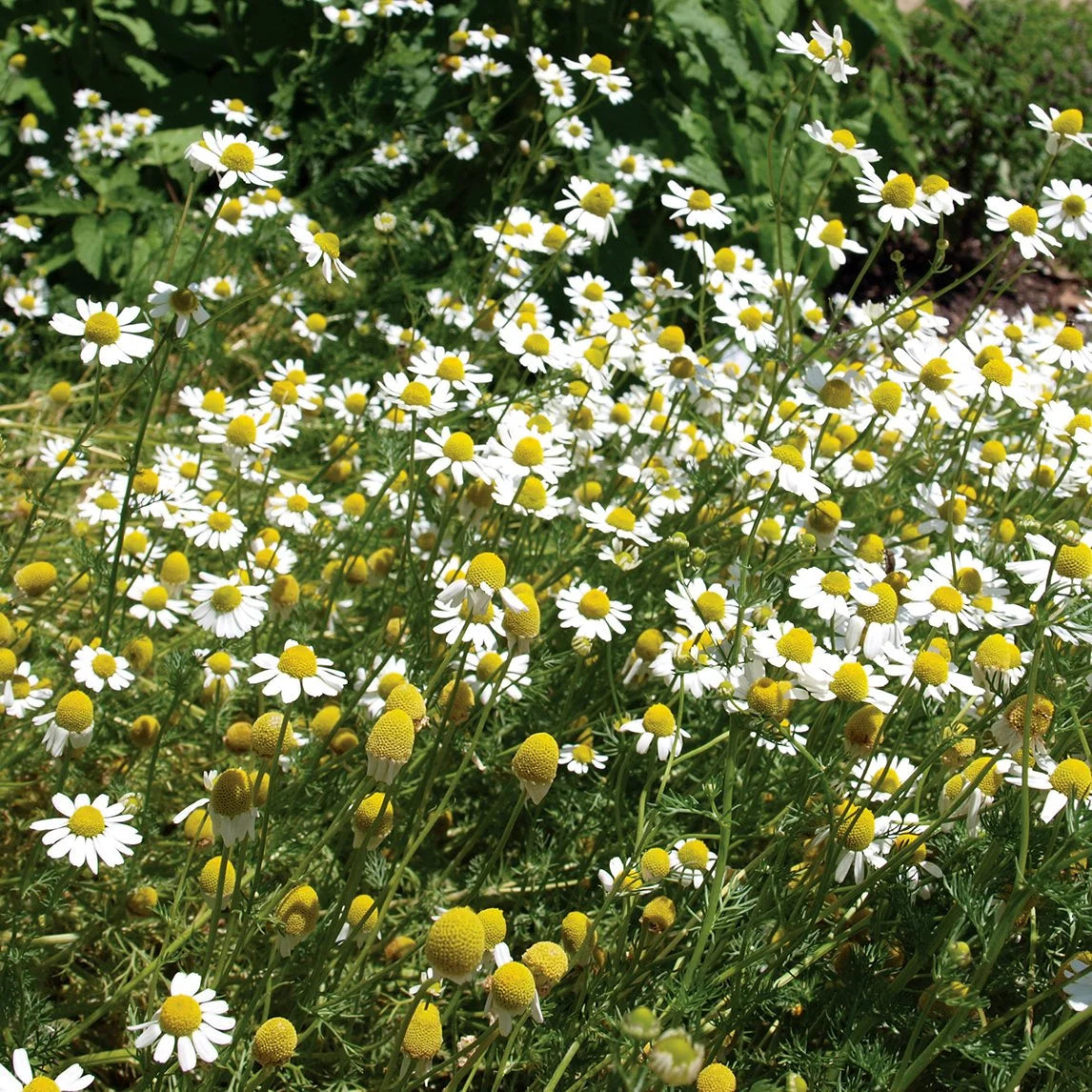 Matricaria recutita flowering annual herb growing in a sunny home garden