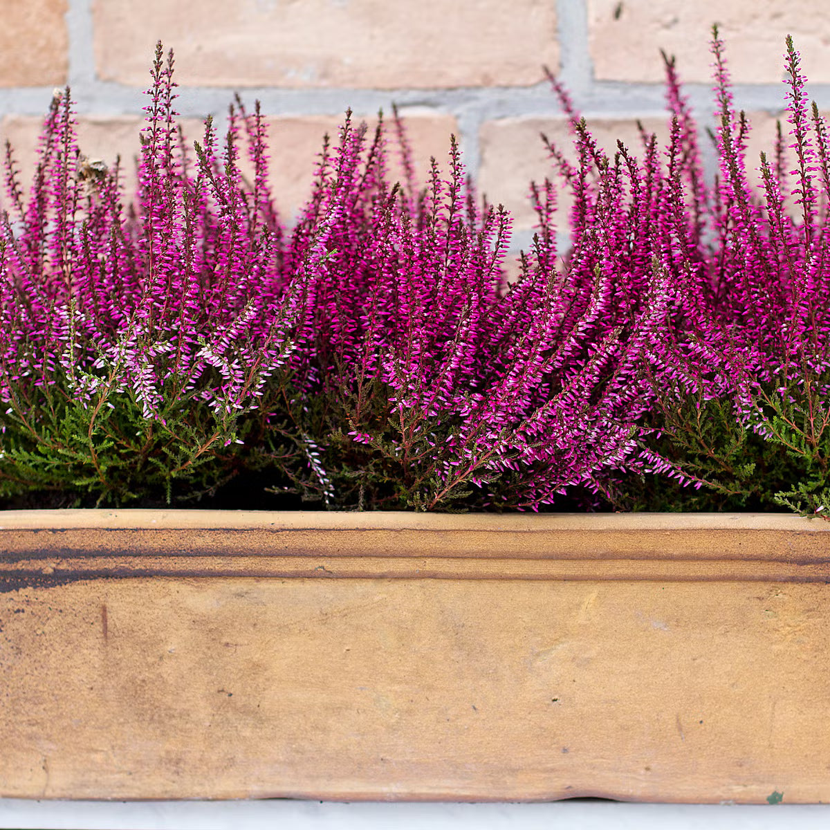 Heather Seeds, Calluna vulgaris for Ornamental Garden Planting