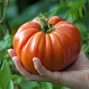 Bulk Behemoth Giant – Garden Vegetable Seeds