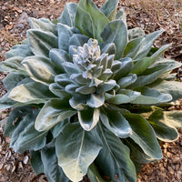 Verbascum bombyciferum Giant Silver Mullein plant with woolly silver-green foliage