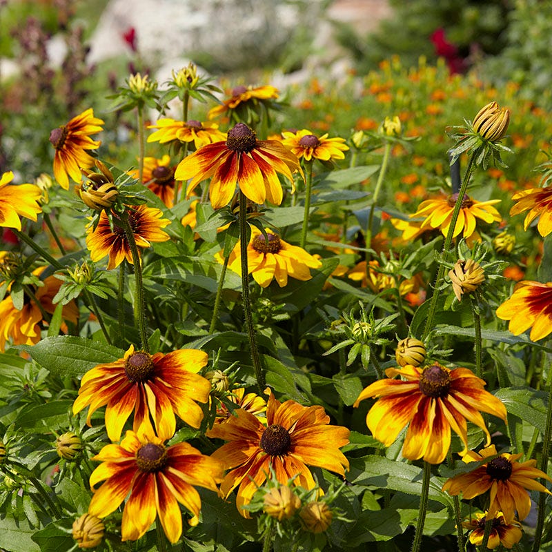 Gloriosa Daisy – Bright Wildflower Garden Seeds