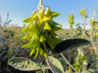 Regal Birdflower Crotalaria Cunninghamii – Hummingbird Attracting Flower Seeds