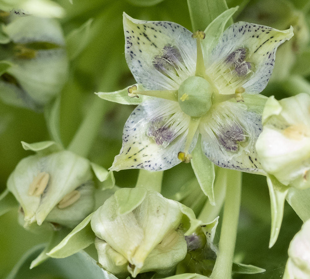 Frasera speciosa Seeds , Monument Plant for Native Wildflower Gardens