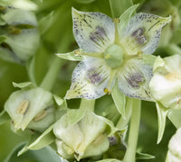 Frasera speciosa Seeds , Monument Plant for Native Wildflower Gardens
