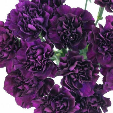 Fragrant Carnation King – Fragrant, Perennial Flower Seeds