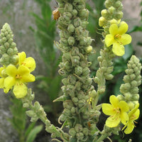 Giant Silver Mullein ornamental flowering plant with tall stems and yellow blooms