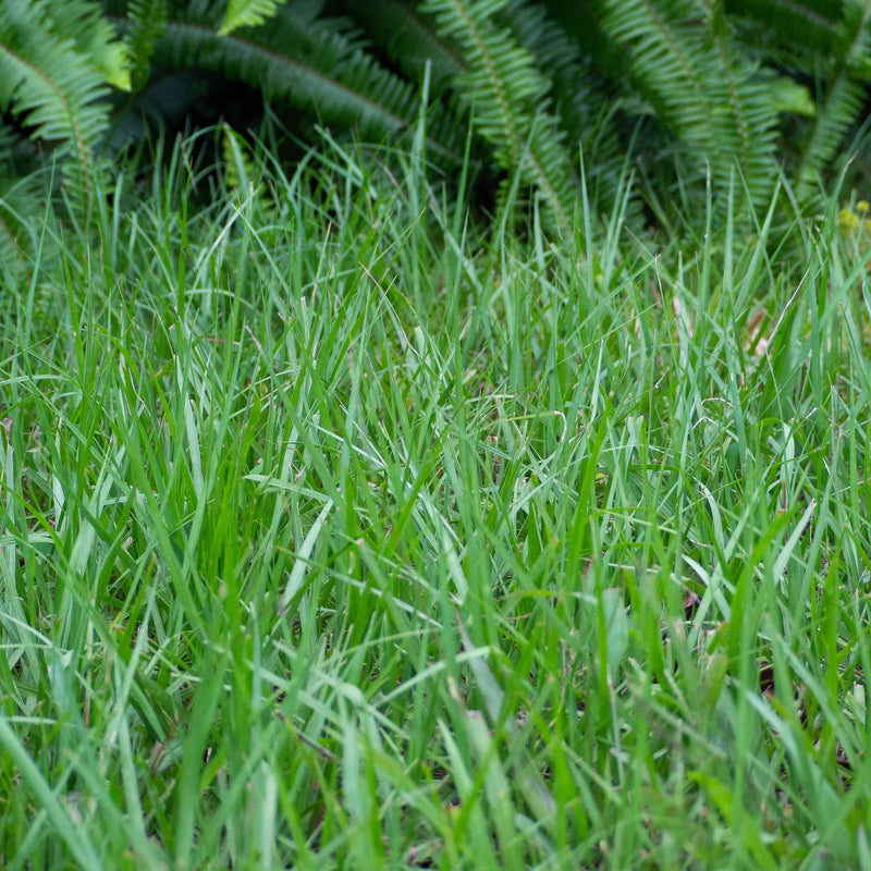 Bahia Grass Seeds Paspalum Notatum Drought-Tolerant Lawn & Pasture Grass