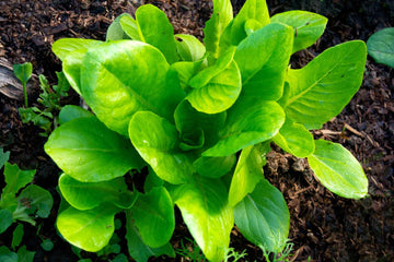 Corn Salad Mache – Garden Flower Seeds
