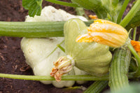 Scalloped Summer Squash – Vegetable Seeds
