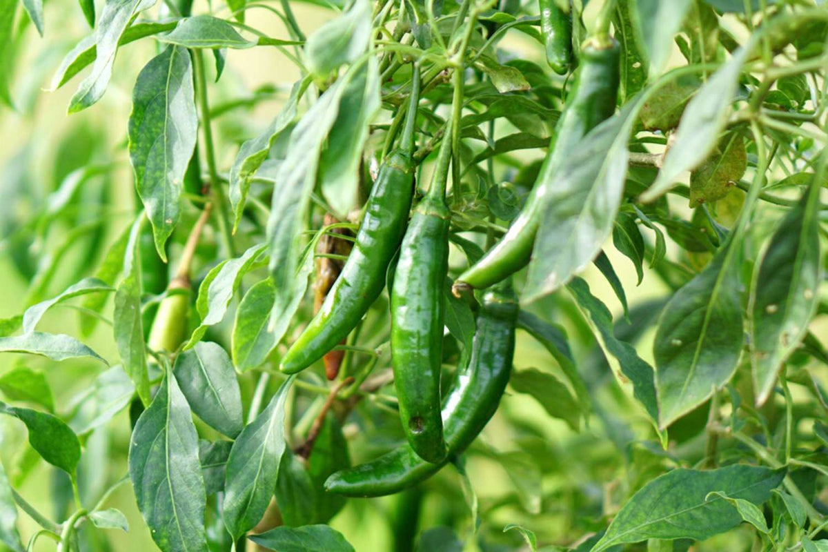 Serrano Chili – Hot Vegetable Garden Seeds