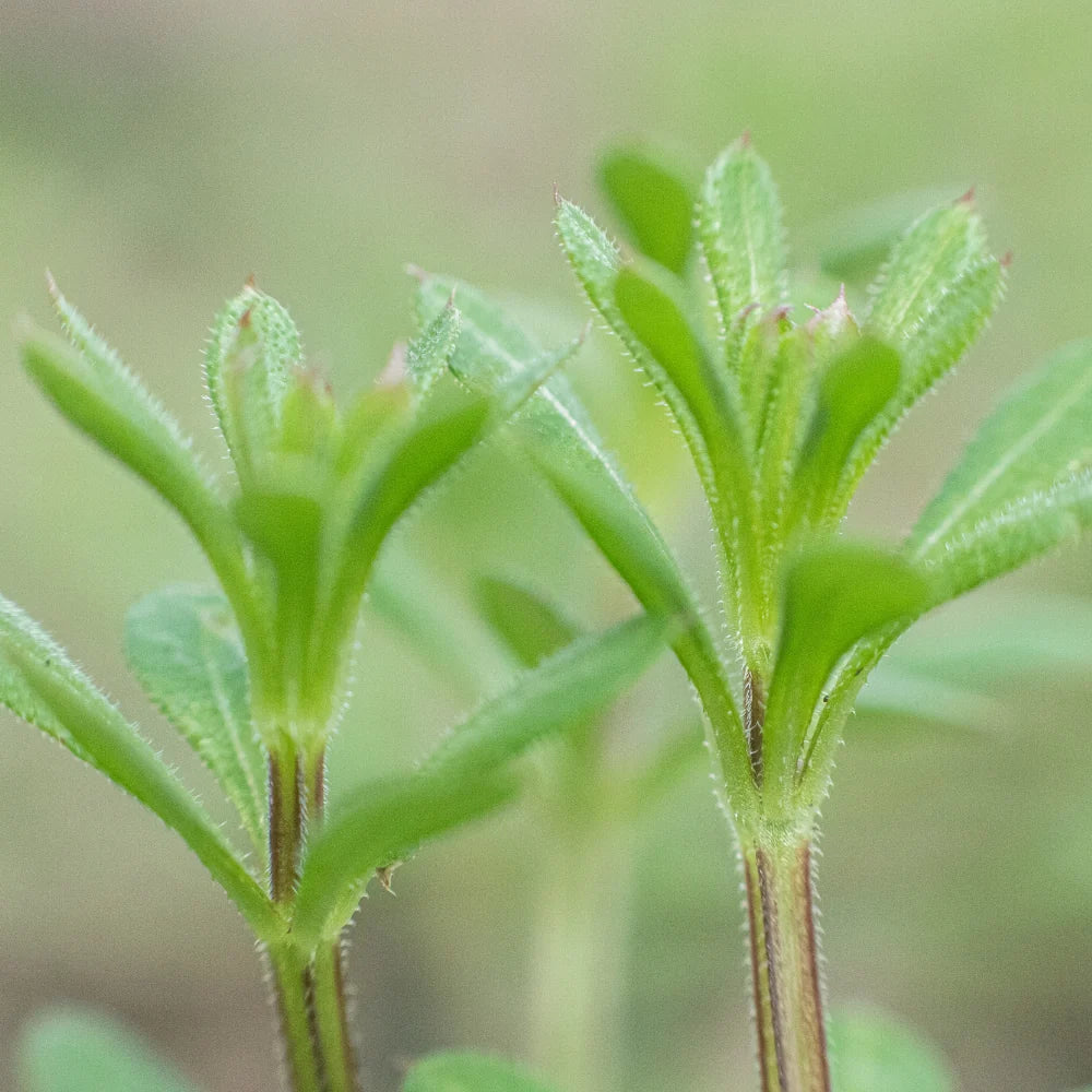 Galium aparine Cleavers plant with characteristic hooked hairs and scrambling growth habit