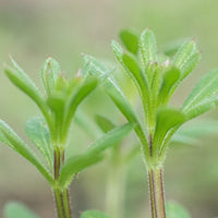 Galium aparine Cleavers plant with characteristic hooked hairs and scrambling growth habit