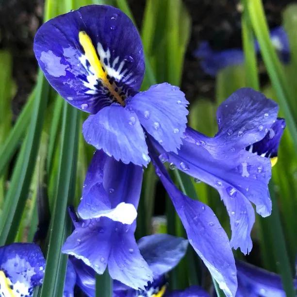 Illyrian Iris Seeds – Iris illyrica for Garden and Landscape Planting