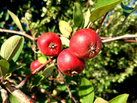 Wild Hawthorn Seeds, Crataegus monogyna – Common Hawthorn Tree