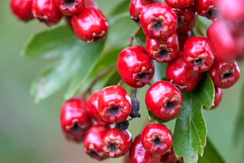 Wild Hawthorn Crataegus monogyna flowering tree with white spring blossoms, deeply lobed green leaves, and red haws in a natural landscape garden