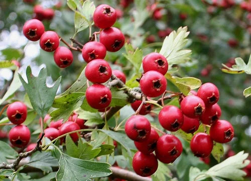 Wild Hawthorn Seeds, Crataegus monogyna for Ornamental Tree Growing