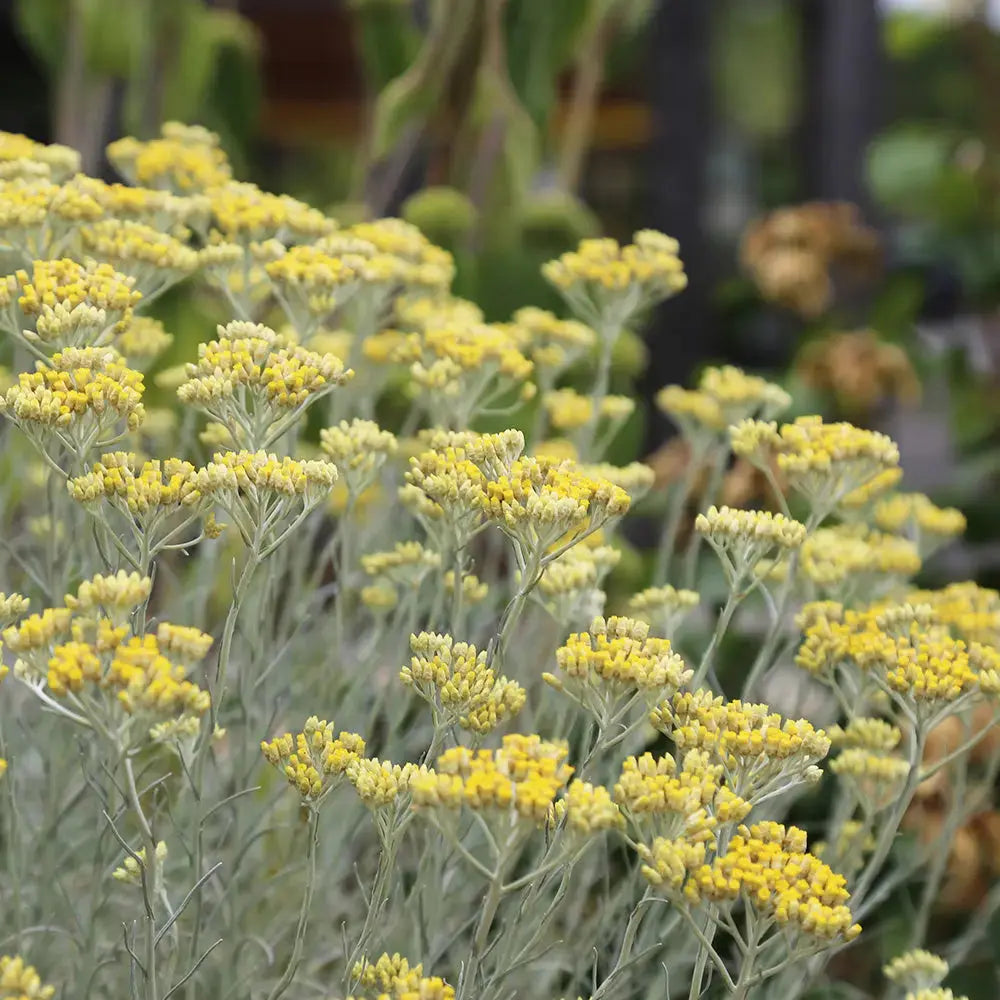 Curry Plant Helichrysum italicum aromatic evergreen shrub with silver-gray foliage and clusters of golden-yellow flowers in a herb garden