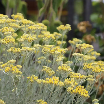 Curry Plant Helichrysum italicum aromatic evergreen shrub with silver-gray foliage and clusters of golden-yellow flowers in a herb garden
