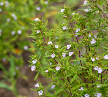 Summer Savory Satureja Hortensis – Fragrant Culinary Herb Seeds