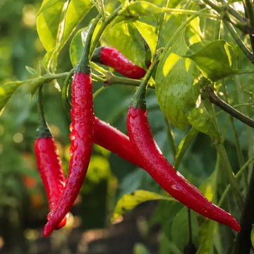 African Cayenne Pepper plant with green foliage and slender peppers ripening from green to red.