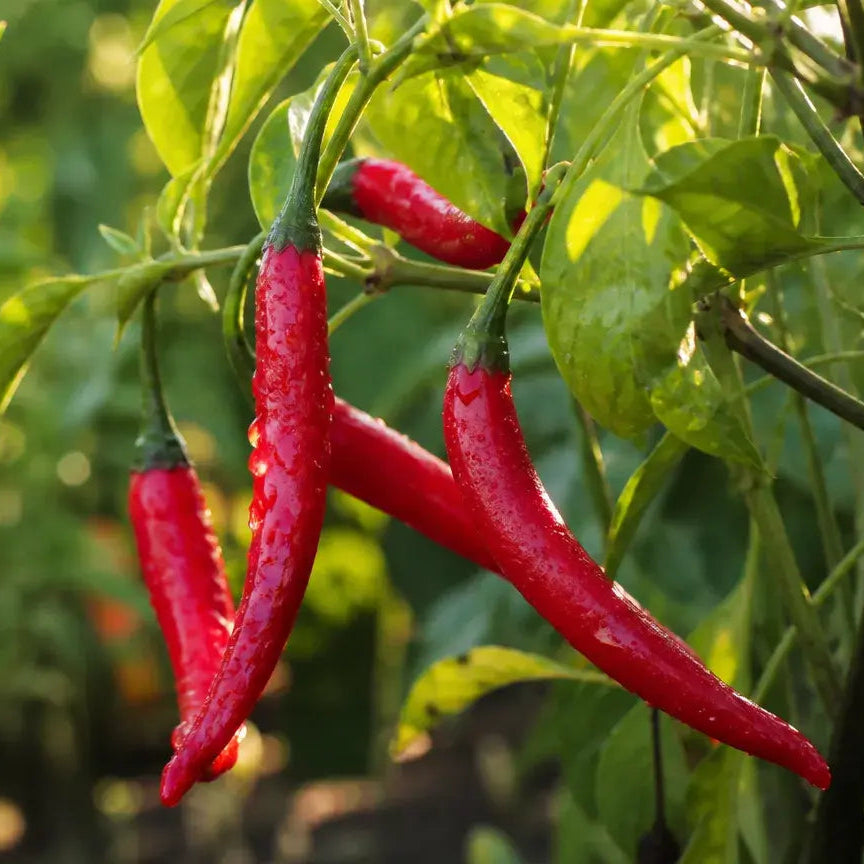 Yunnan Cayenne Pepper plant with green foliage and developing peppers in a sunny garden.