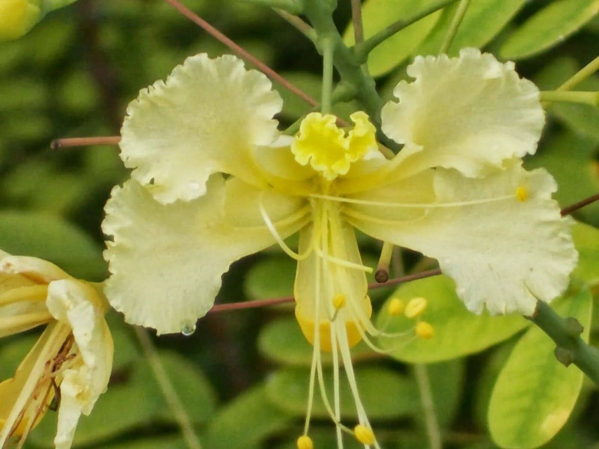 Caesalpinia Pulcherrima White – Bird of Paradise Shrub Seeds