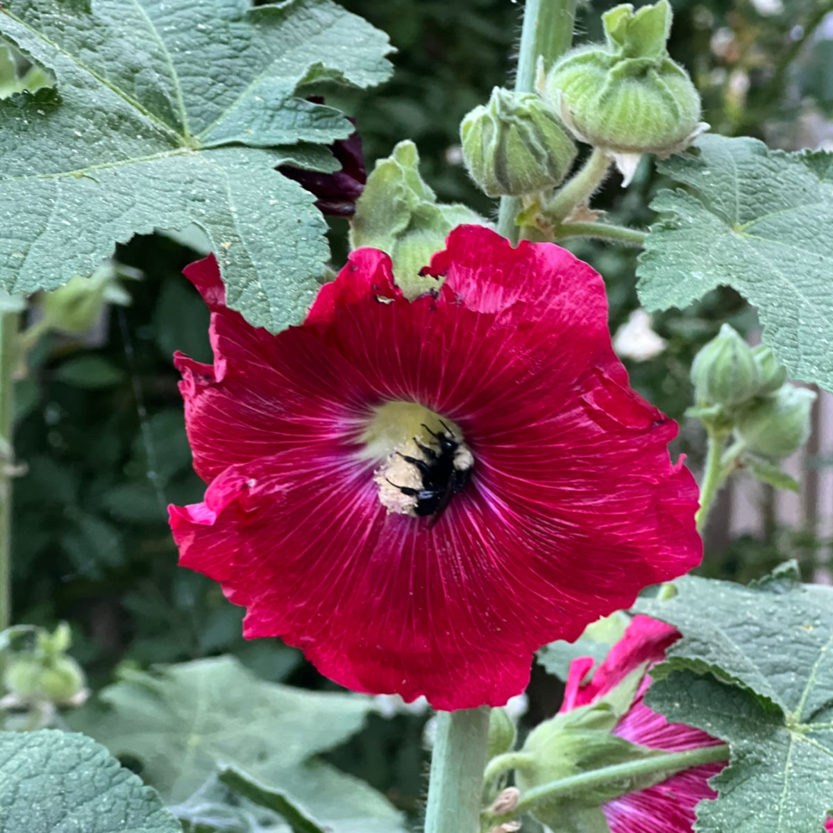 Hollyhock Pastel Flower Seeds – Alcea rosea for Ornamental Gardens