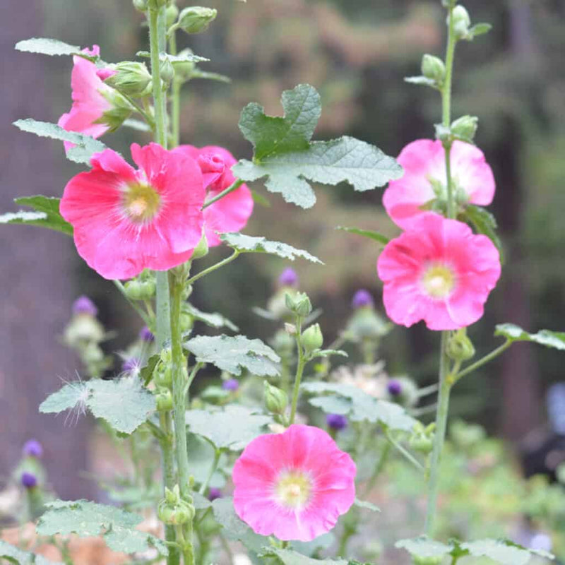 Pastel Hollyhock Alcea rosea flowering plants with tall upright stems, broad green leaves, and soft pastel-colored flowers in an ornamental garden