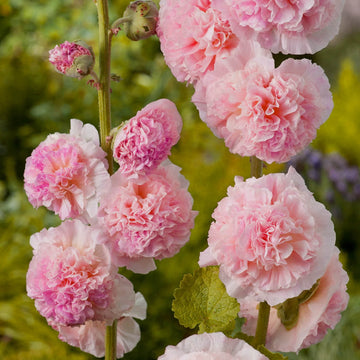 Salmon Color Double – Colorful, Perennial Flower Seeds