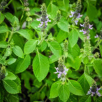 Temperate Tulsi Holy Basil Ocimum tenuiflorum herb garden seeds