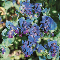 Organic Blue Honeywort Seeds ,Cerinthe major var. purpurascens  ,Ornamental Flowering Plant
