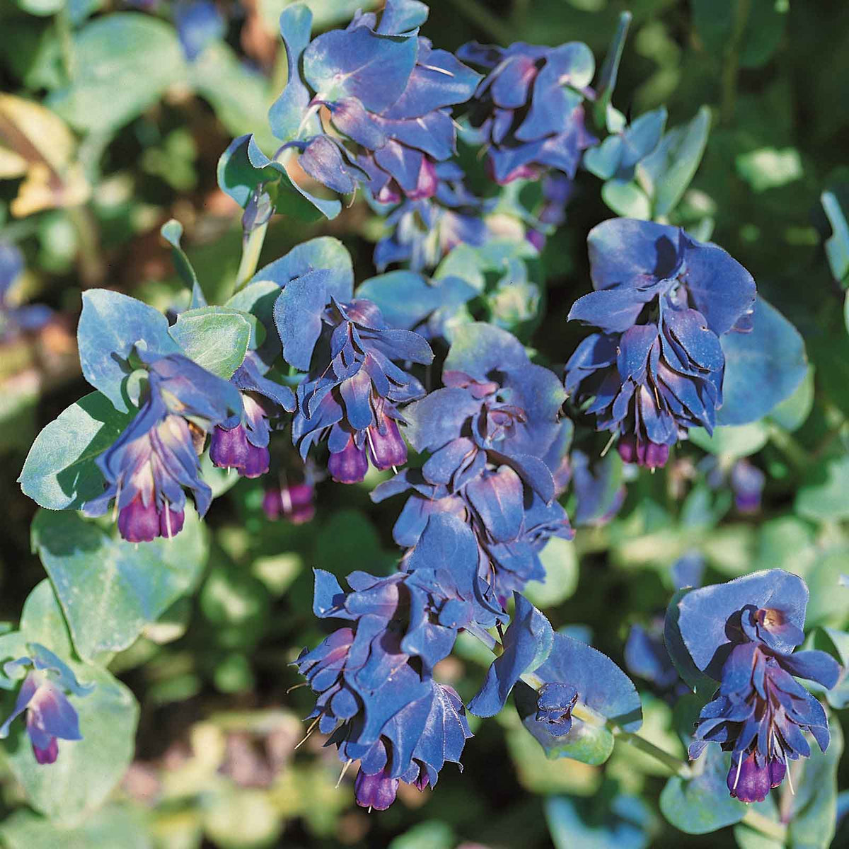 Organic Blue Honeywort (Cerinthe major var. purpurascens) flowering plant with deep purple-blue tubular flowers, colorful bracts, and blue-green foliage.
