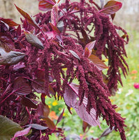 Hopi Red Dye Amaranth flowering plant displaying long, drooping burgundy flower heads in a garden.