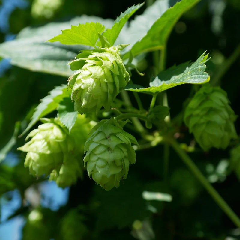 Hops Humulus lupulus perennial climbing vine with deeply lobed green leaves, twining stems, and green cone-shaped female flowers on a garden trellis