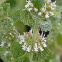 White Horehound Herb Seeds – Marrubium vulgare for Garden Growing