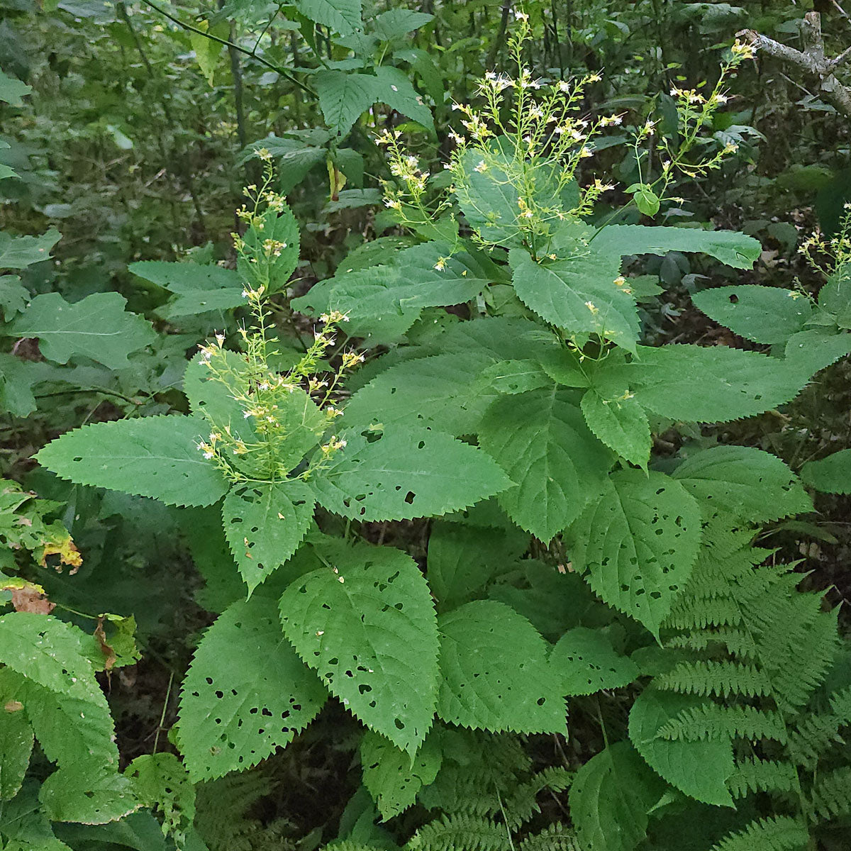 Stoneroot Collinsonia canadensis Seeds for Native Plant Gardens and Woodland Herb Cultivation