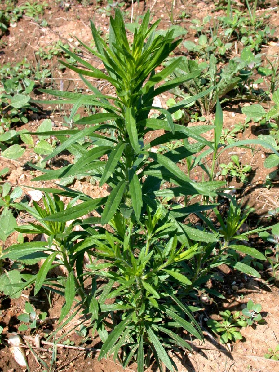 Canadian Fleabane ,Conyza canadensis Organic Seeds for Wildflower Gardens