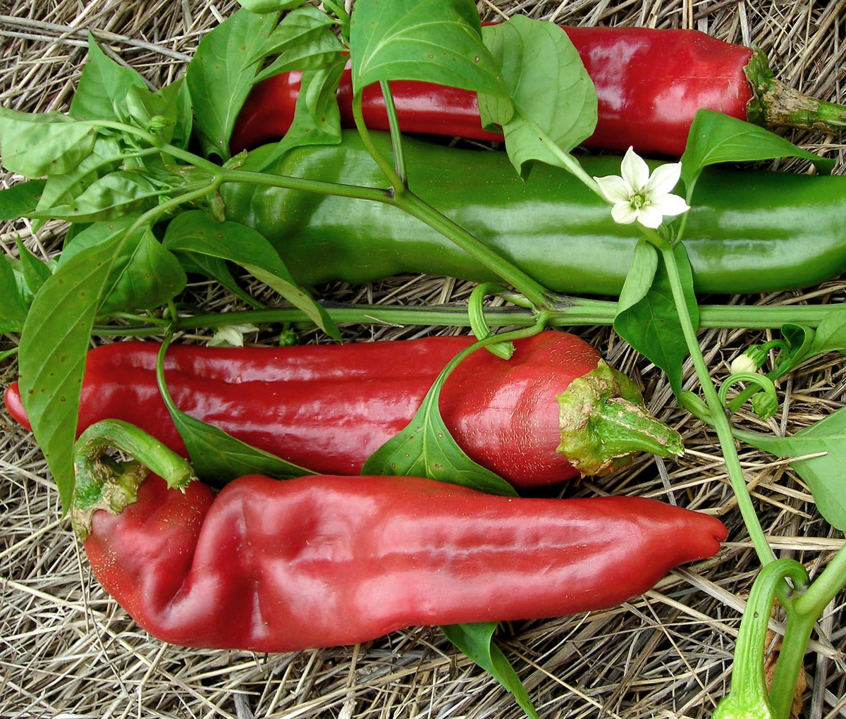 Big Jim Pepper plant with green foliage and large, elongated peppers growing in a vegetable garden.