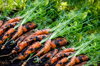 Carrot Denvers Daucus Carota – Vegetable Garden Seeds