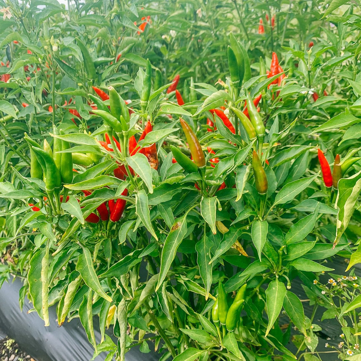 Yunnan Cayenne Pepper Seeds – Capsicum frutescens Planting Seeds
